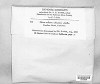 Image of Ocellomma rediuntum